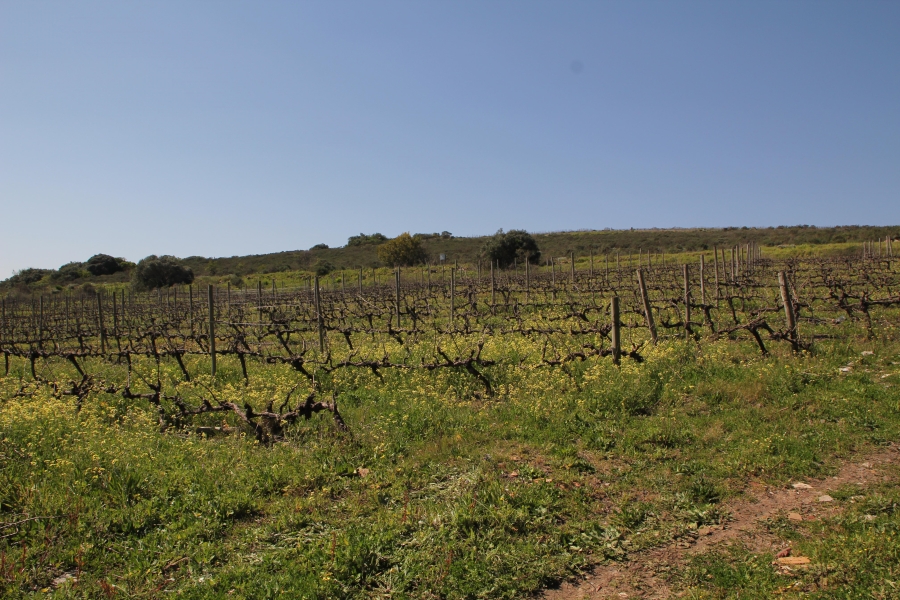 5 Bedroom Property for Sale in Stellenbosch Farms Western Cape